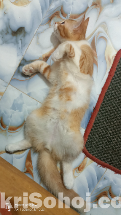 মিক্সড মেল ক্যাট